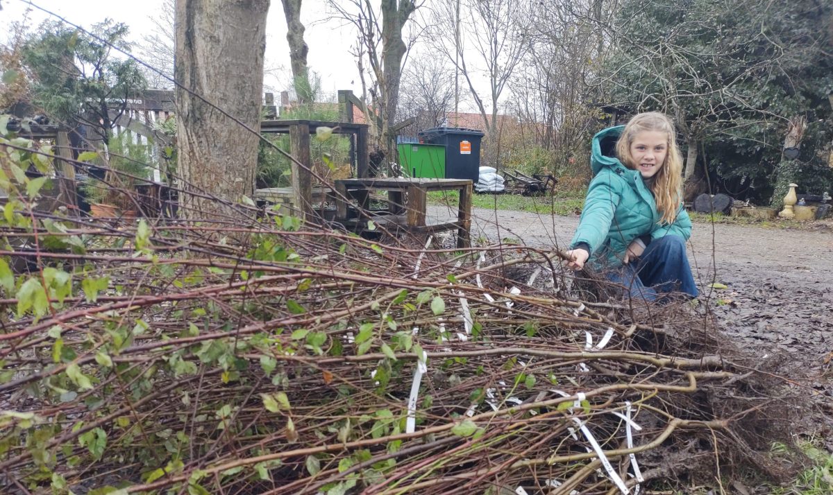 Bomenactie in Zeeland groot succes: 37.000 nieuwe bomen geplant