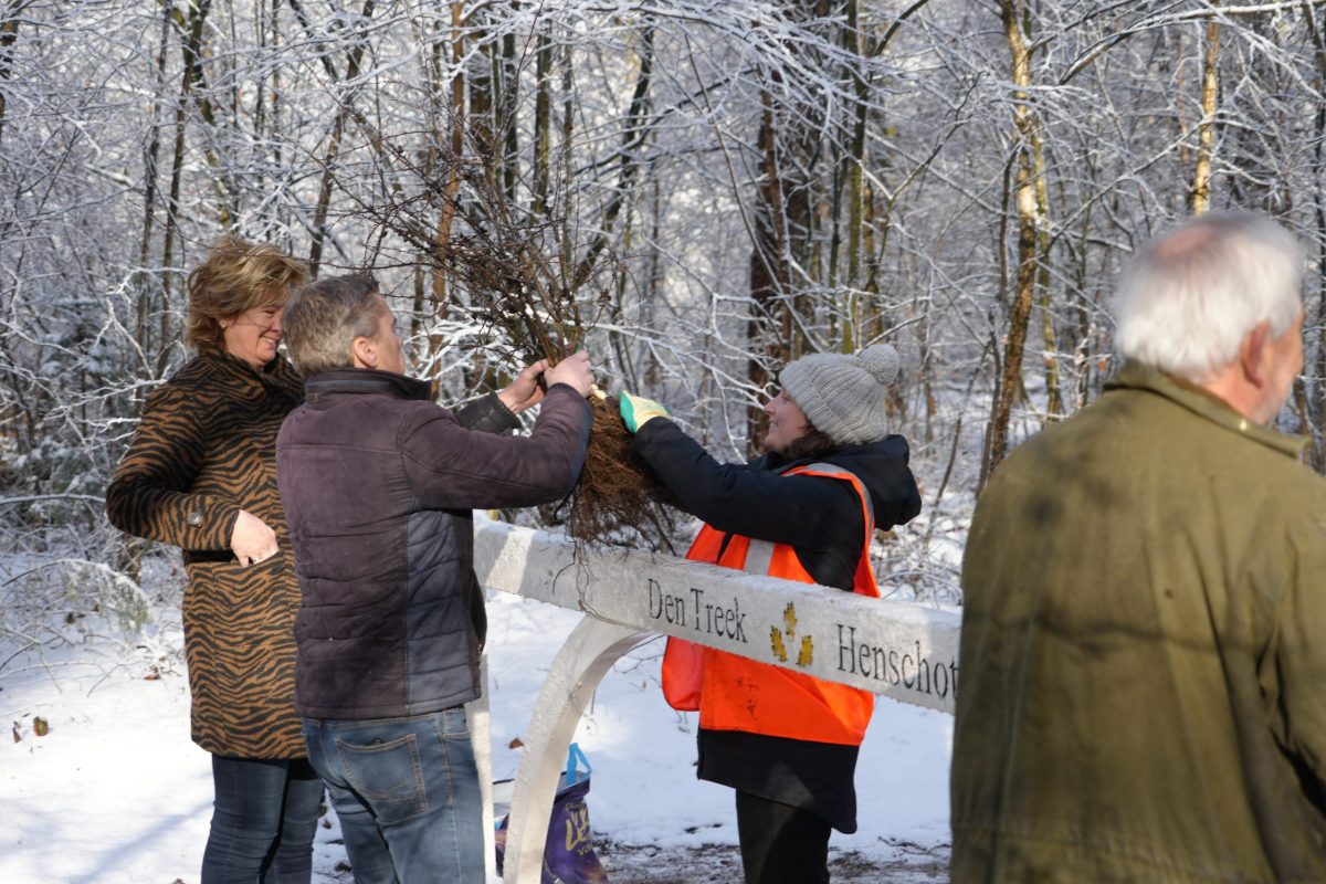 Doe je mee? Meer dan 18.000 gratis bomen voor het Utrechtse landschap